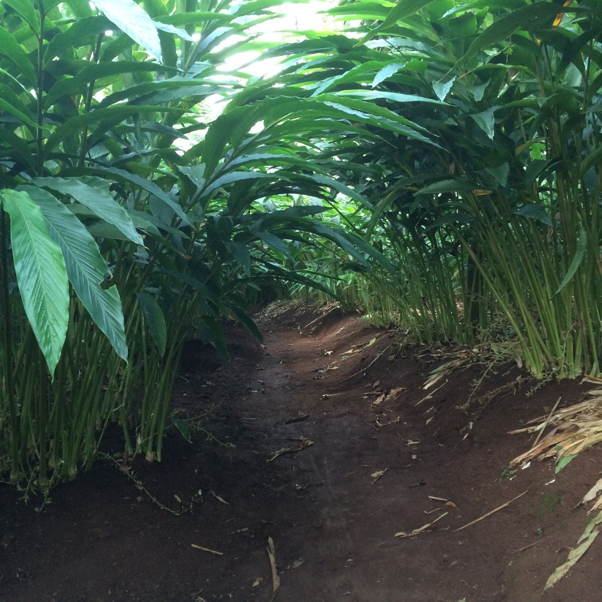 Organic Bodinayakanur Cardamom Plantations